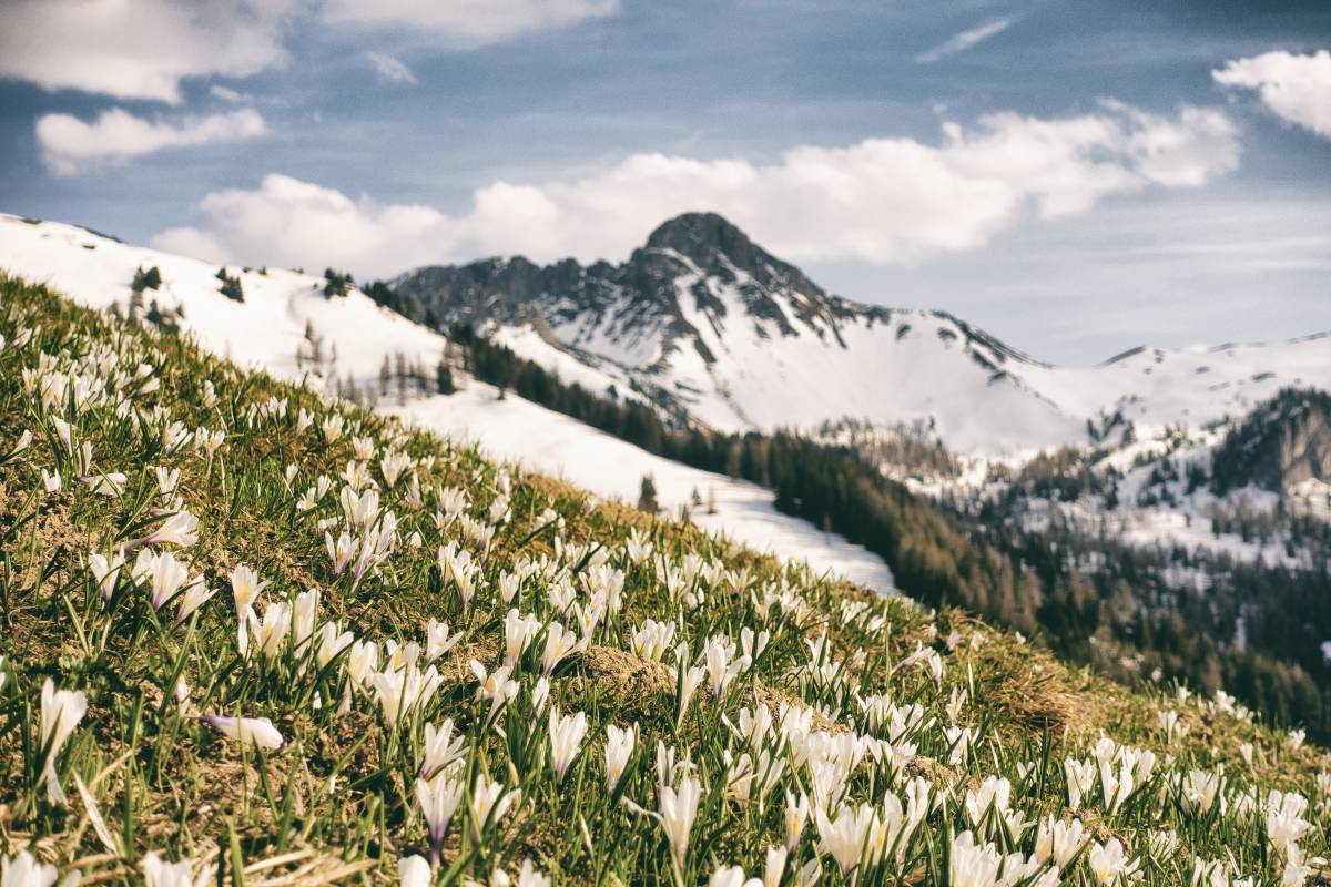 Blumen und Schnee in den Alpen