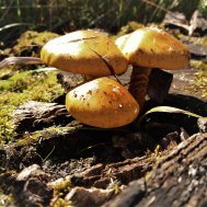 Hallo Du wunderschöner Herbst, Bild 3/3